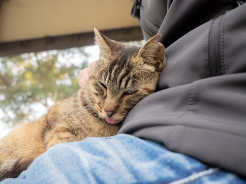 neko-no-oto:腹に登頂。無事成功。She had a bit of trouble climbing up, but she was able to safely relax on my lap.2018年11月撮影。Taken November 2018.