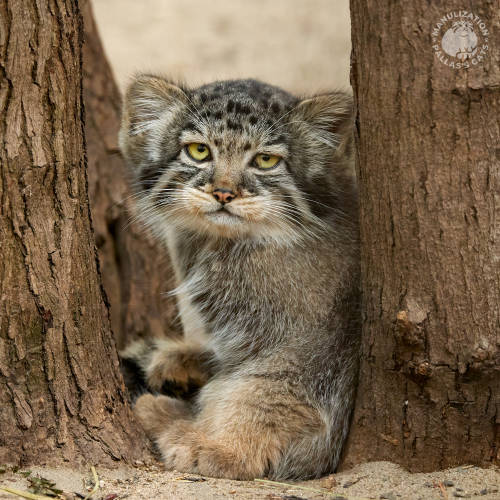 A Little Heartbreaker Of Our Hearts A Daughter Of Eve The Manul.
