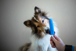 professionalcat:  nerobetch:  tempurafriedhappiness:  Here are some dogs enjoying Popsicles.   This is the kind of quality content i want on my blog  @nsarararara 