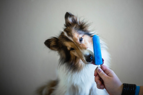 nerobetch:tempurafriedhappiness:Here are some dogs enjoying Popsicles.  This is the kind of qua