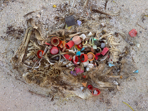 nikolawashere:  likeafieldmouse:  Chris Jordan - Midway: Message from the Gyre (2009-current) I understand that these are horrific, disturbing images and not remotely beautiful. At first I was under the impression that the albatross remains had been
