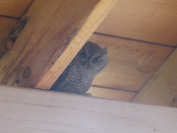 sushinfood: critical-perspective:  captainmarvel:  my mom texted me this morning to let me know she and my dad have recently been adopted by this parliament of overprotective owls  The Council has gathered.   they watch 