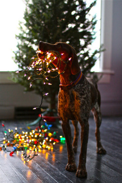 themeadow:  The Spud loves to help light a tree! by The Noisy Plume on Flickr.