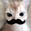 joelyaver