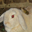 froggiebun