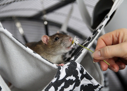 Hello spring <3 The boys got some fresh Daisies today. They loved them! <3 Healthy little snac