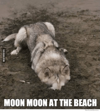 silvergryphon:tokenofmydevotion:feral-flower-child:feral-flower-child:feral-flower-child:callingallcars:callingallcars:everyone’s debating posts of the decade, best and worst, and i have yet to see anyone mention moon moonfor those who were not on here