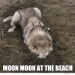 silvergryphon:tokenofmydevotion:feral-flower-child:feral-flower-child:feral-flower-child:callingallcars:callingallcars:everyone’s debating posts of the decade, best and worst, and i have yet to see anyone mention moon moonfor those who were not on here