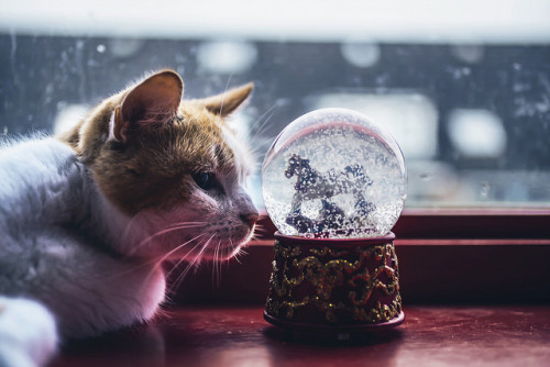 catycat21:52/52 Let It Snow by Felicity Berkleef Photography on Flickr.