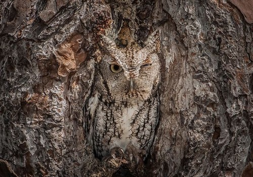 wonderous-world:  This master of disguise, or better known as an eastern screech owl, is barely visible at the entrance to a tree hole - thanks to its perfectly evolved camouflage. The owls have either rusty or dark grey intricately patterned plumage