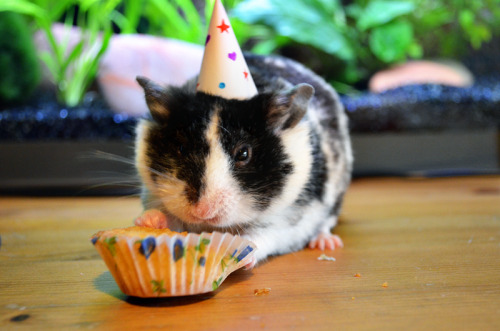 Hamburglar&rsquo;s 1st birthday! Badger is grumpy because it isn&rsquo;t his.