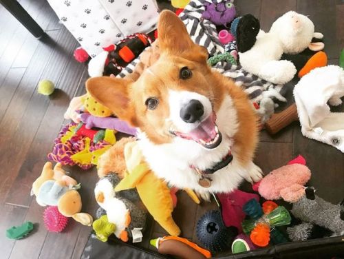 Toy pawty at my crib !! ⚽️ wanna play?! . . . . #hawtcorgi #swipeleft #studpotatoe #corgi #Potatoe 