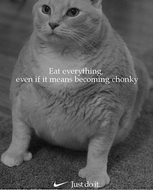 teathattast:real chonker hoursNO CHONK Someone needs to get this man a treadmill