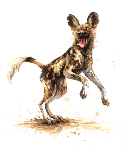 african wild dog