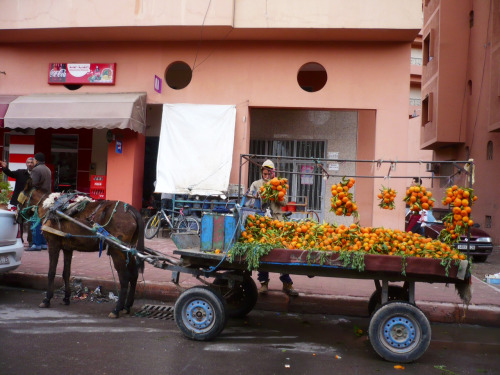 Marchand ambulant près du marché aux fleurs, Gueliz.