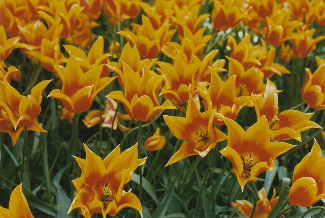 floralls:  (by Petrana Sekula) 