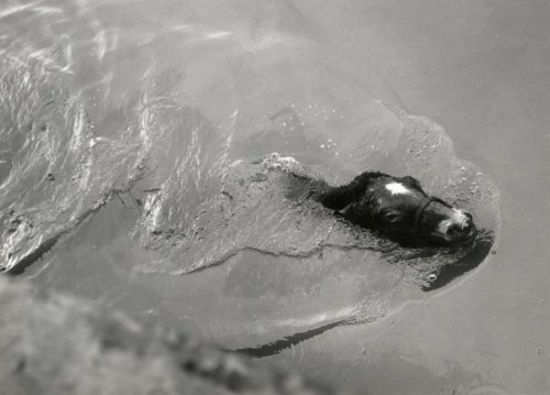 Photographs of the 1953 North Sea floodall taken in the Netherlands, february 1953
• Dikebreach near Papendrecht (X)
• People feeing their flooded villages (X)
• Soldiers rowing survivors to land, Zeeland (X)
• Farmer leading a cow through the...