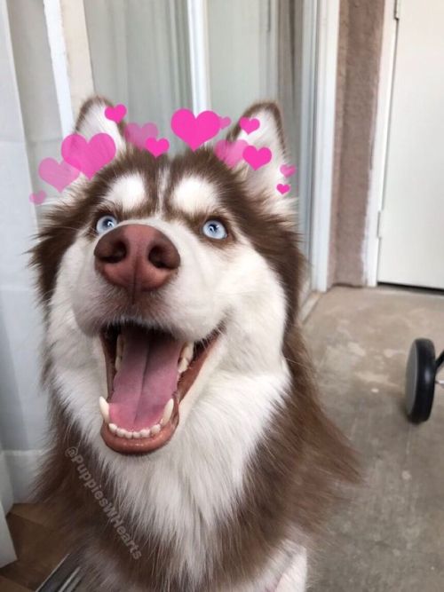 babyanimalgifs: One year transformation