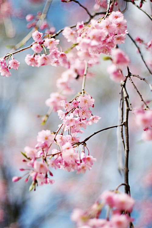 wolf-teeth: blooming (by ~moniqe~)