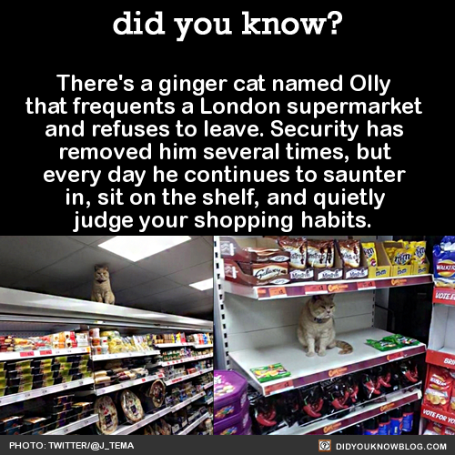 did-you-kno:  There’s a ginger cat named Olly that frequents a London supermarket
