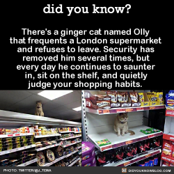 did-you-kno:  There’s a ginger cat named