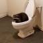 restroomraccoon