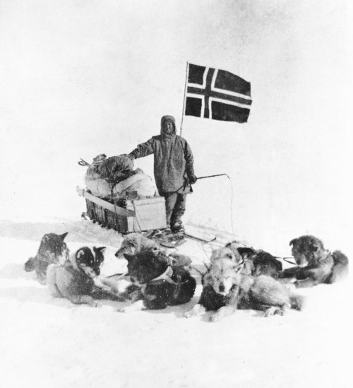 goldenpolar: ‘Kris’, one of the dogs used on Scott’s Terra Nova expedition and Osc