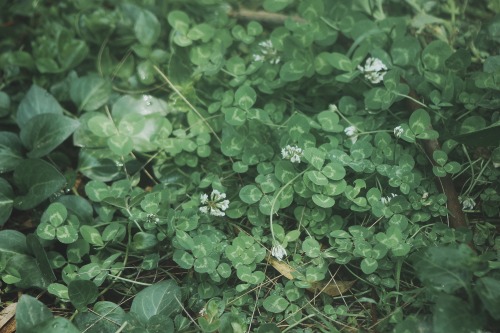 white clover