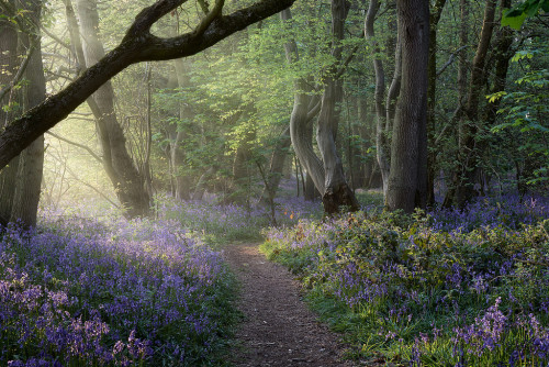 floralls: by  Steve Docwra