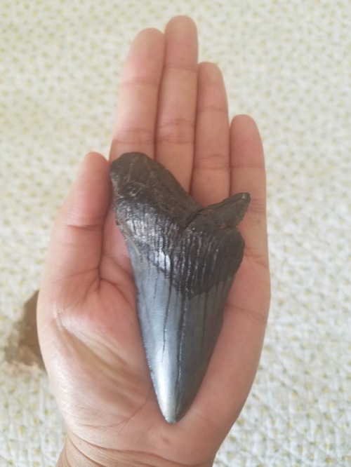 shark-roleplayer:These are two fossils that I own. One is a megalodon shark tooth. I bought it at a 