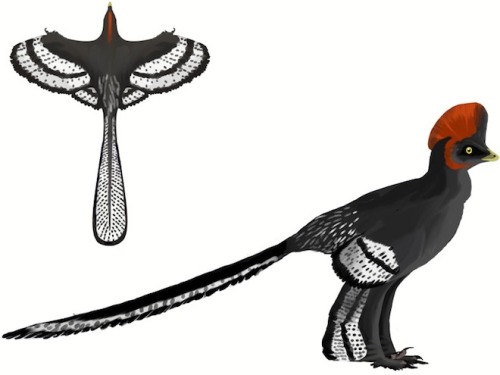 rhamphotheca:Meet the Original Birds in a Field Guide to Winged Dinosaursby Brandon KeimHas any pale