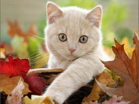 caterville:  Kitties Luv Leaves 