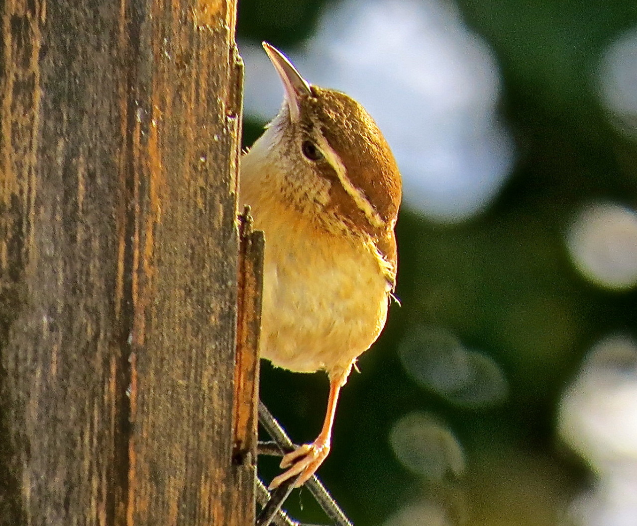 Carolina Wren–Chin Up!, Oakton, Virginia, January 25, 2016