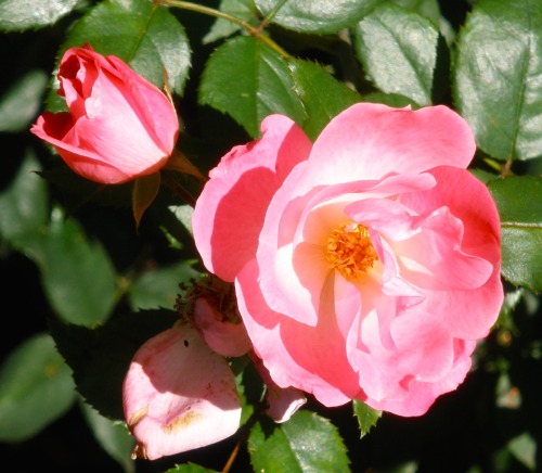 Late Summer Roses (Rosa spp.), Burke, ole Virginny, 2007.