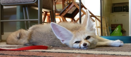 geothefennec: I’m grumpy, but I don’t know why