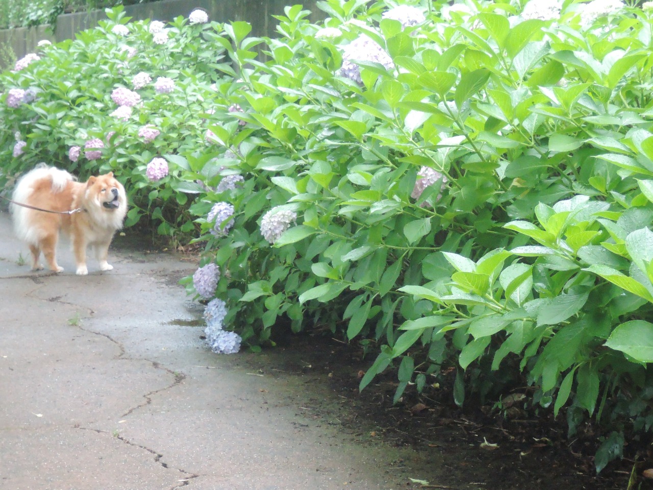 chow29dora:  雨上がりの紫陽花。Hydrangea After Rain. 今年もトトロをイメージしたく、河川敷に群生していたつる草の葉を一枚頭にのせてみたけど、なんか微妙だ。まんまるオツムで柏餅っぽい・・・。Totoro