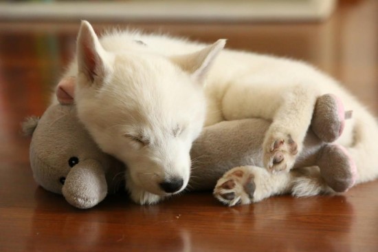 bebesIn case you’re having a bad day…here are some puppies sleeping with stuffed