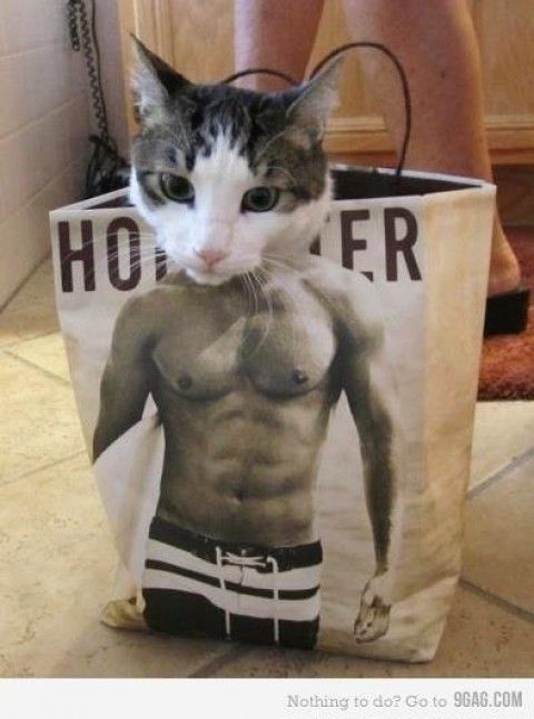 muscular cat no We Heart It - http://weheartit.com/entry/237124815