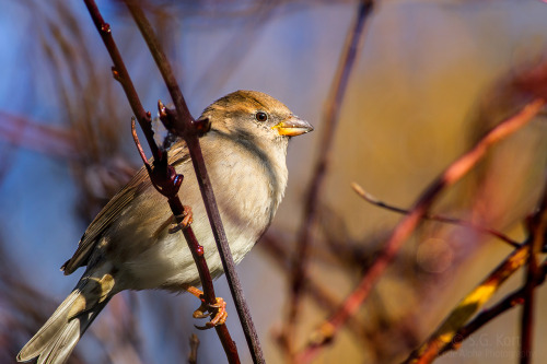 common chaffinch