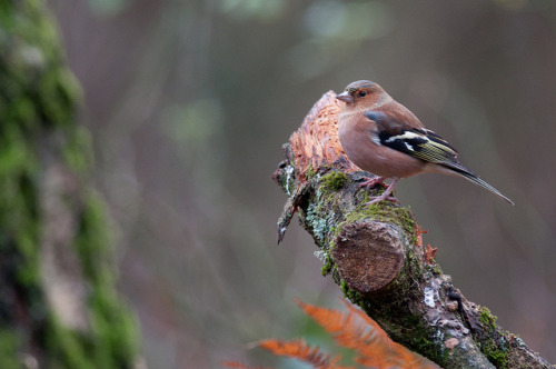 Little Birds, Forest of Dean by lloydie1963 on Flickr.