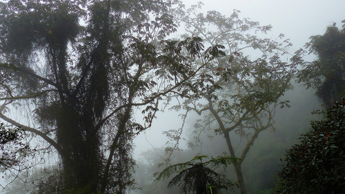 Montane Cloud Forest by New World Birding