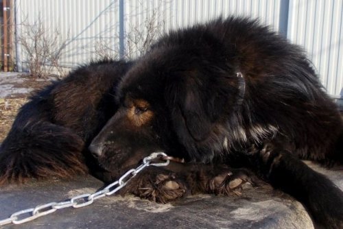 livestockguardiangod:Van Hara Diamond, “black bespectacled” Mongolian Bankhar, source.