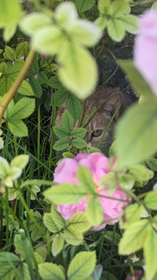 Taking Photos Of My Clay Puppie And Spotted My Cat In The Bushes