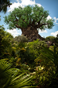 herbal-hippie:  touchdisky:  The Tree of Life  Scott Smith (SRisonS)  ❀☮