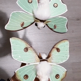 MEGA Luna Moth Stimboard