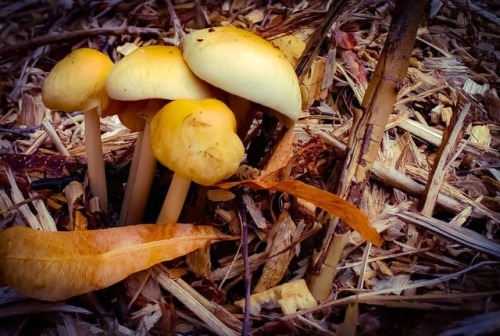 First Signs of Autumn#Nature #Season #Saison #Autumn #Automne #Garden #Jardin #Climate #Climat #Frie