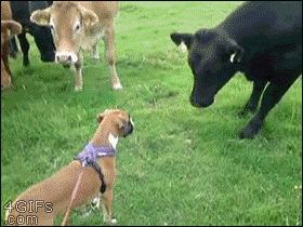 Dog befriends a team of cows