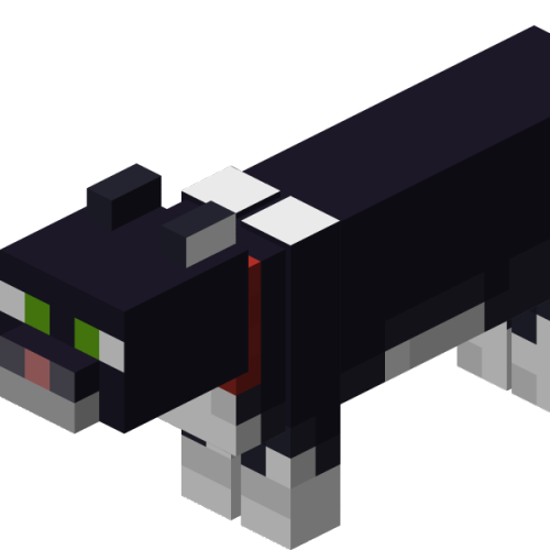 Tuxedo Cat