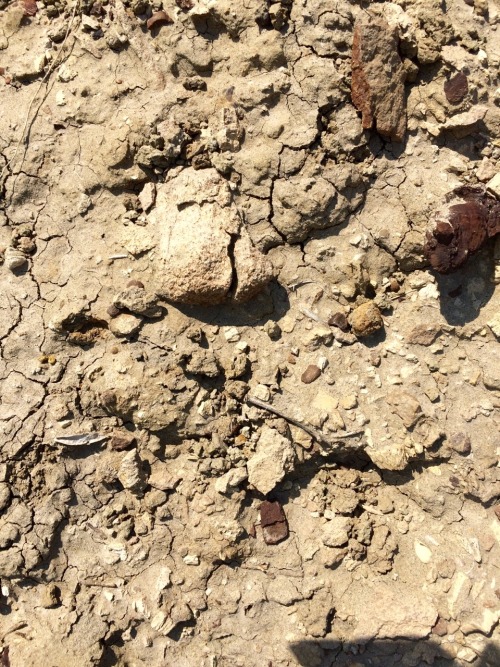 anomalokaris:Montana Dinosaur Dig: Day 1My 1st full day, we were prospecting on exposures just outsi