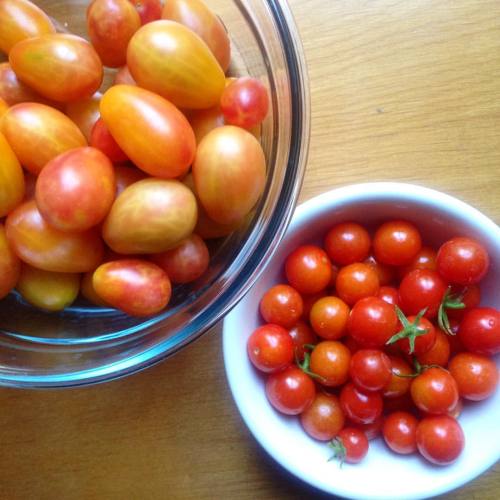 Sun Gold from back garden, volunteer mystery tomato in the front garden, growing wild all over the R